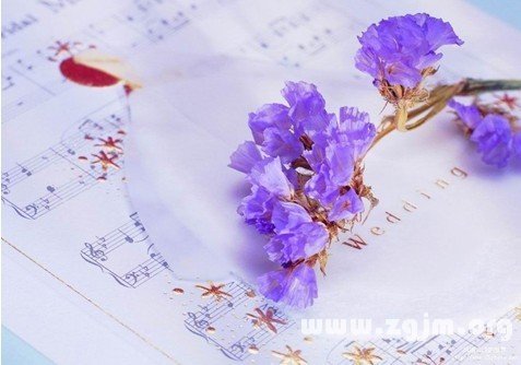 勿忘我的花语故事