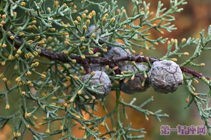 12月23日花语:印度杉,生日花语象征