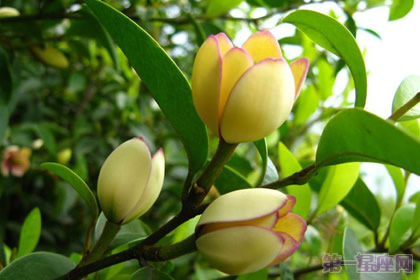 含笑的花语及含义