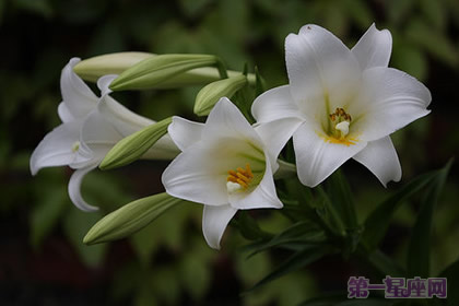 花语大全:麝香百合的花语是什么