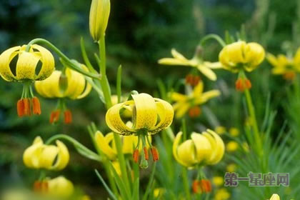 5月31日花语:庇里牛斯百合,生日花语寻觅