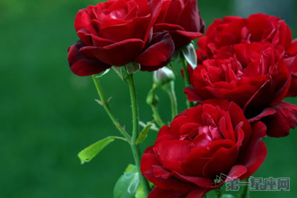 世界四大切花:月季、菊花、香石竹、唐菖蒲