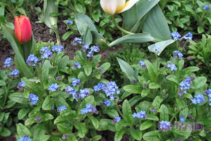 6月21日花语:牛舌草,生日花语博爱