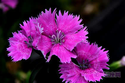 6月25日花语:美女瞿麦,生日花语美丽