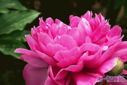 秋牡丹花语及代表含义是什么?