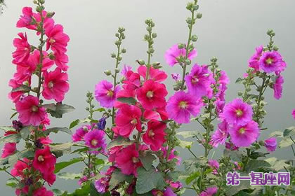 8月3日花语:蜀葵,生日花语梦