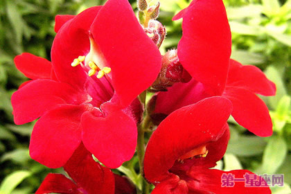 8月17日生日花:柳穿鱼,生日花语顽强