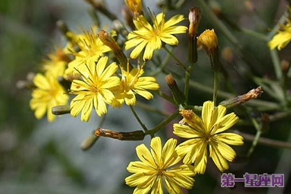 8月27日花语:深山毛莲菜,生日花语顽固