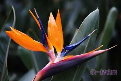 世界上什么花最漂亮?