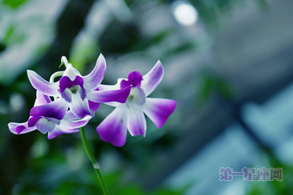 世界上什么花最漂亮?