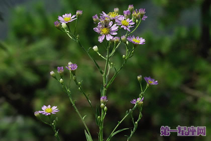 花语:柳叶紫苑,生日花语考验