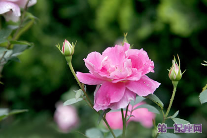 月季花的花语:等待有希望的希望,幸福