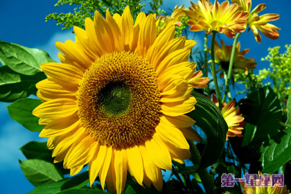 花语：向日葵，生日花语明朗