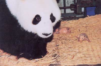 我国用冷冻精液人工授精繁殖大熊猫成功
