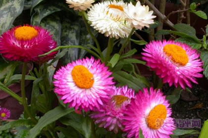 麦杆菊的花语和象征的意义是什么?