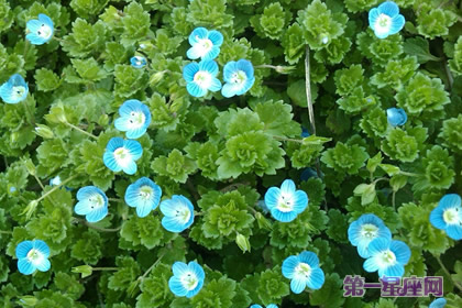 婆婆纳的花语和象征代表意义:健康