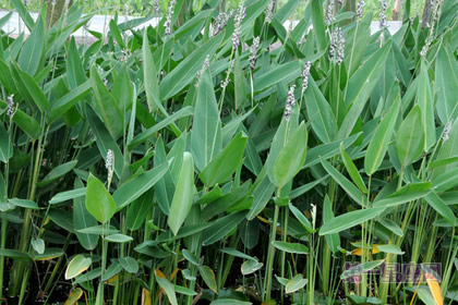 不常见的花:再力花的花语是什么?