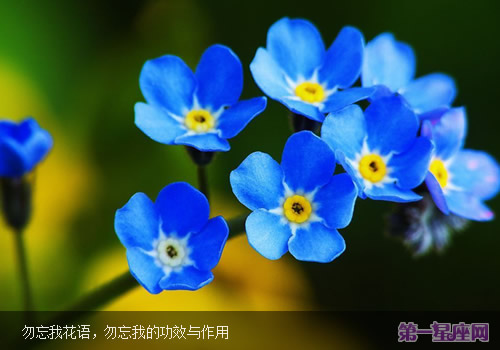 勿忘我花语,勿忘我的功效与作用