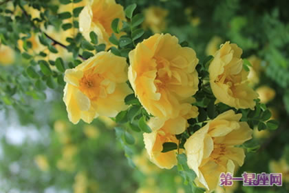 花语大全：黄刺玫的花语是什么？