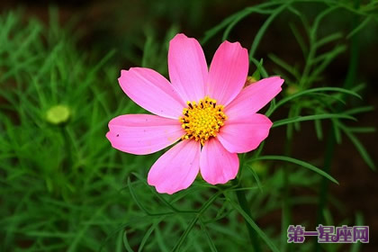 花语大全：什么花的花语是坚强？