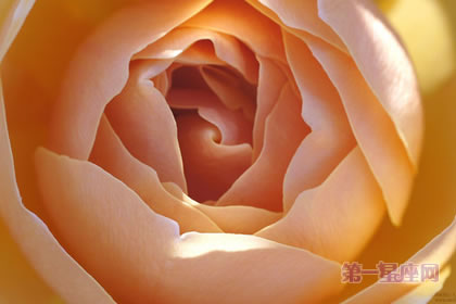 6月3日花语:法国玫瑰,生日花语能言善道