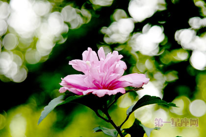 世界各国的国花是什么？