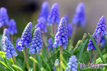 风信子花语:紫色风信子花语代表什么?