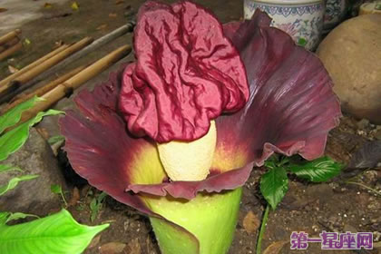 花语传说:泰坦魔芋的花语及传说