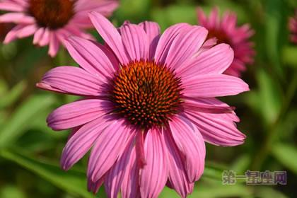 松果菊的花语是什么？