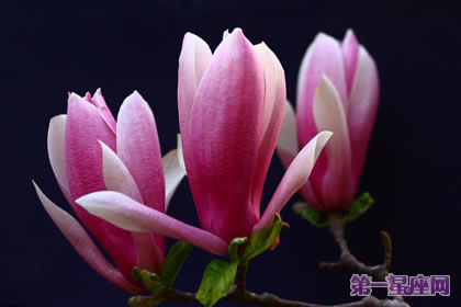 各种花的花语：紫玉兰的花语