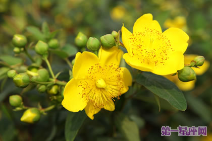 金丝桃花语和象征代表意义