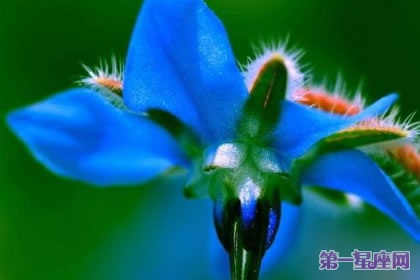 花语传说：琉璃苣花语及传说