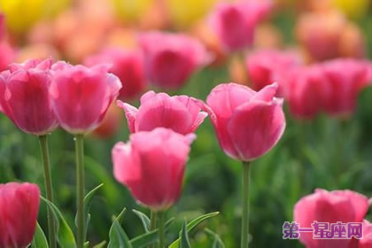 代表高贵的花?什么花代表女人的高贵