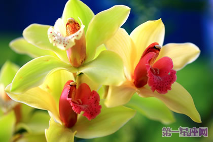 代表四季的花语:春夏秋冬代表花是什么?