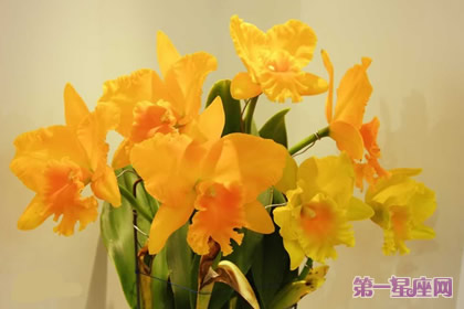 详解:卡特兰花语及代表意义