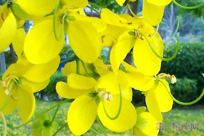 泰国的国花是什么花？金链花
