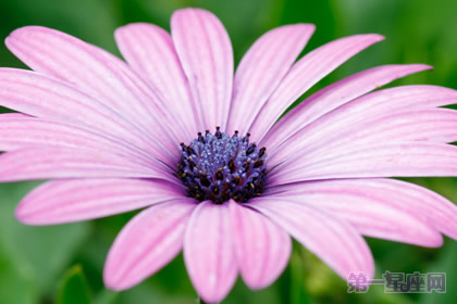 什么花代表幸福?