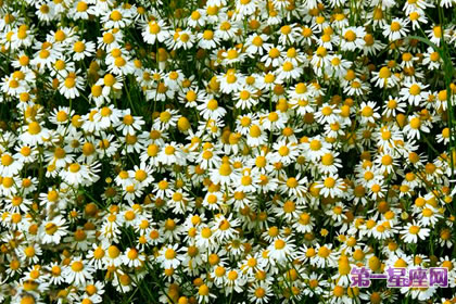 7月26日花语:德国甘菊,生日花语长寿