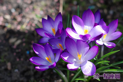 花语：番红花，生日花语多彩