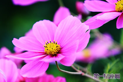 花语：波斯菊，生日花语学术