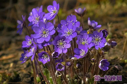 紫色紫罗兰花语：思念