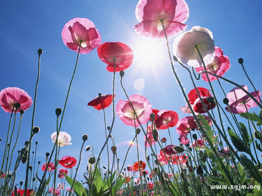 罂粟的花语