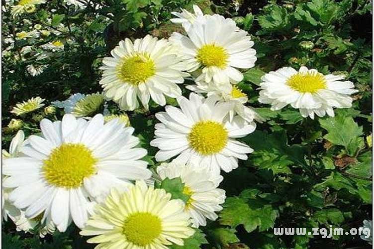 白菊的花语