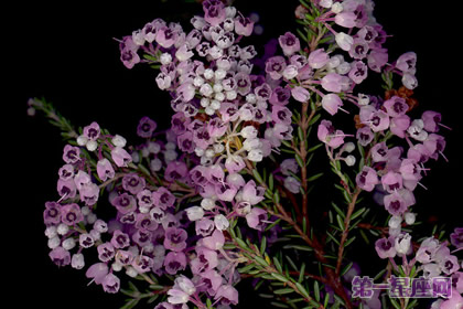 12月22日花语:欧石南,生日花语和睦