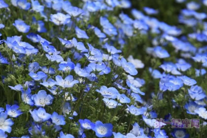 粉蝶花的花语:感恩