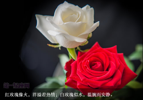 白玫瑰花语:送白玫瑰代表什么意思?