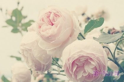 春节适合买什么花、送什么花?