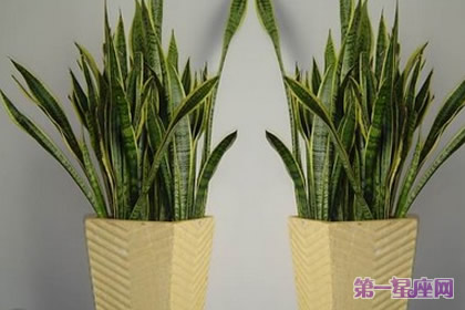 11月16日花语:岳母舌,生日花语是非