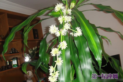 巴西木花语:坚贞不屈,坚定不移