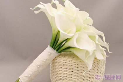 马蹄莲花语是什么?